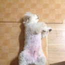 김뚱보 이미지