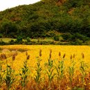 풀빛다락 | * 풀빛 언더라인 - 노인봉의 우리말 산책 (74)