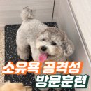 소유욕 | 송파 강아지훈련 푸들 소유욕 공격성 훈련방법 프로독 후기