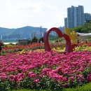 형산강 장미원 이미지