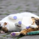 초록동물병원 이미지