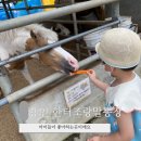 라하농장 | [Rahaon 마미] 경기도 용인 한터 조랑말 농장.체험하기 좋은곳 짧은 후기