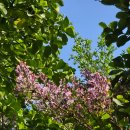 빨강파랑노래연습장 | 왜 라일락은 이별의 꽃이 되었는가