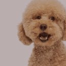 디오 동물병원 이미지