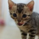 효민님의 뱅갈고양이 이미지