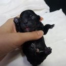 홈브리딩 이미지