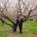 매화농장 이미지