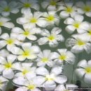 사이판의 꽃 플루메리아... 이미지