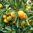 동백농장 이미지