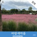 바람새마을 | 경기도 핑크뮬리 명소 평택 가볼만한곳 바람새마을 축제 후기