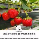 꼬꼬농장 | 용인 동물체험 농장 딸기 체험 아기랑 주말 가볼만한곳 포레스트벨