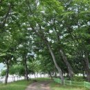 숲의 소리 이미지