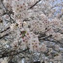 덕진초등학교 이미지