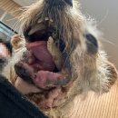 로얄동물암치료센터 이미지