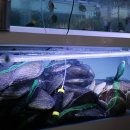 군산 은모래해물탕.아구찜 이미지