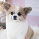 댕이쌀롱 이미지