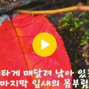 마지막 잎새의 몸부림 (에어로폰 연주) - 이혜임사, 김용찬곡 이미지