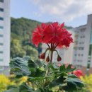 대왕빵구