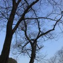 계룡산 동학사-4(2011.02.02)