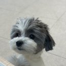 머스트골프 이미지