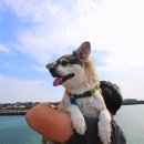 씨유제주금능해변점 | 제주 강아지동반여행 한림 추천장소 금능해변 포토존