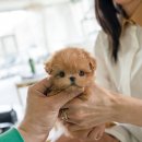 퍼피데일리 이미지