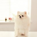 미용하는 강아지 이미지