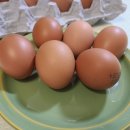 에그린농장 이미지