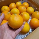 제주 황금향 5kg 당도 높은 향기솔농원 택배 성공 후기