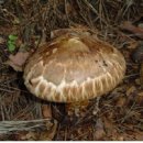 가을엔 자연산 식용버섯을 찾아서~^^ 이미지