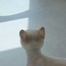 뽀독뽀DOG 이미지