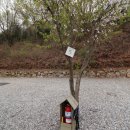 거북애견 이미지