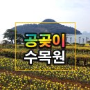 ****거제 해금강둘레길+공곶이수선화****25년 3월29일(토)07시30분(시청)-07시40분(운동장1문) 이미지