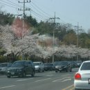 벚꽃이 활짝 웃으며 도심을 점령한 3월의 마지막날 풍경 이미지