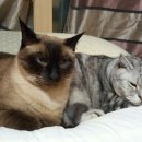 고양이민박 이미지