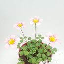 Oxalis Obtusa Fairy 페어리 이미지