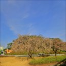 [대전] 카이스트 한국과학기술원(KAIST) 벚꽃. 이미지