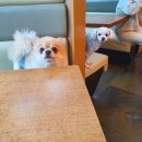 개꿈호텔 이미지