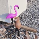 장군집2호점 장군식당 | 웰리힐리파크맛집 아주대장군집 둔내점 돼지고기 특수부위 전문