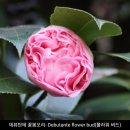 데뷰탄테 - Debutante &amp; 데뷰탄테 벤텐 - Debutante Benten 이미지