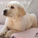 야옹아멍멍해봐(두정점) 이미지