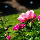 peony 이미지
