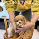 광주강아지분양 고양이분양 24시 데려가개본점 이미지