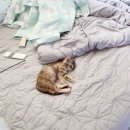 뽀송캣 | 펫시터 알바 하는 법 월 수입 캣시터 경험담