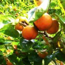 감나무목장 이미지