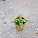 장미주유소 이미지