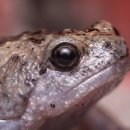 금두꺼비 이미지