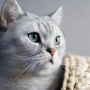 일산 클래식 동물병원 이미지