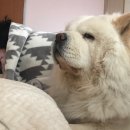 소울메이독 이미지