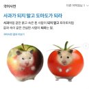 도마도마도 이미지